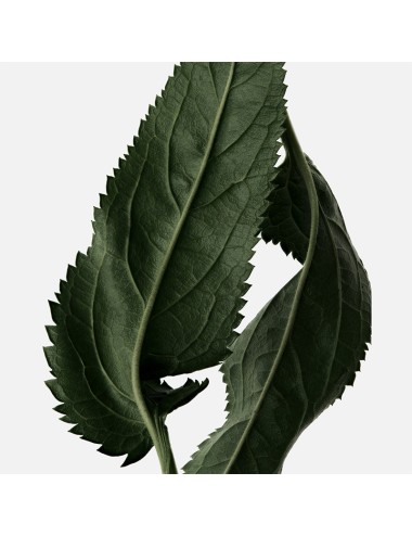 Reminiscence Le Patchouli Eau De Toilette Intense Vaporisateur 100ml